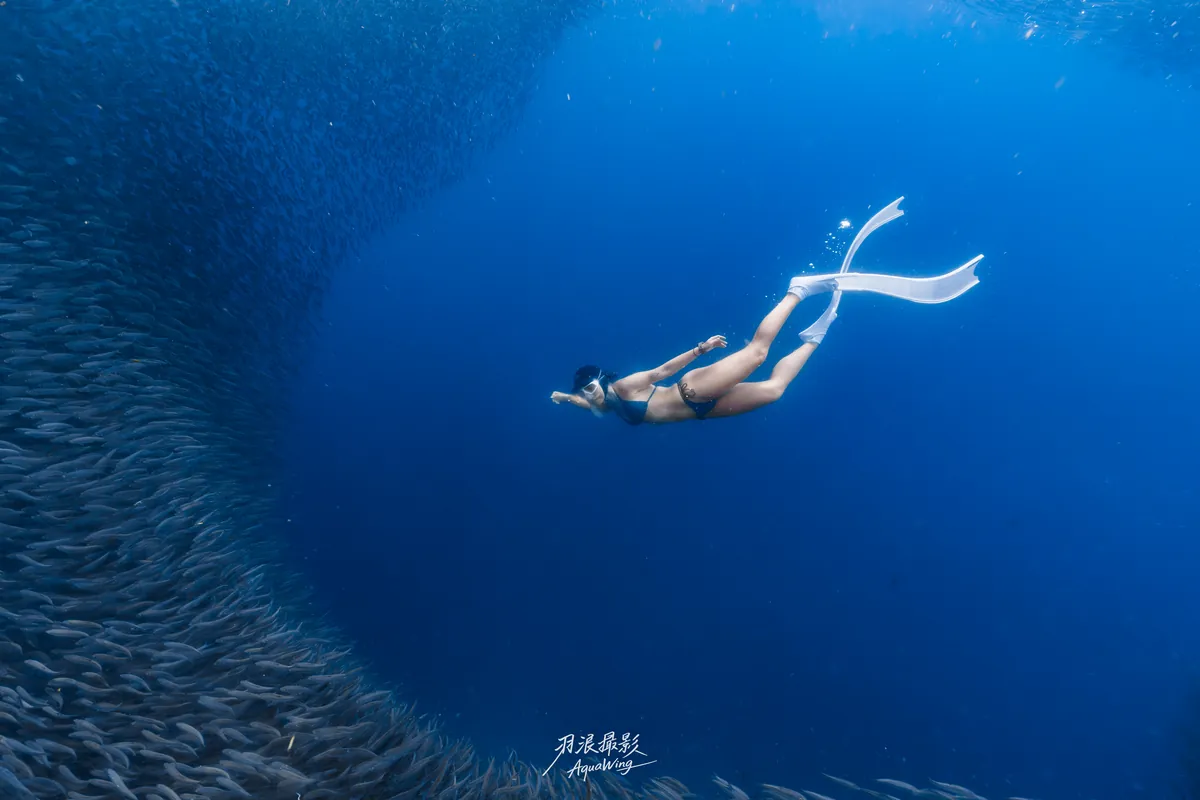 CrazyNioNio — 菲律賓宿霧沙丁魚海景攝影